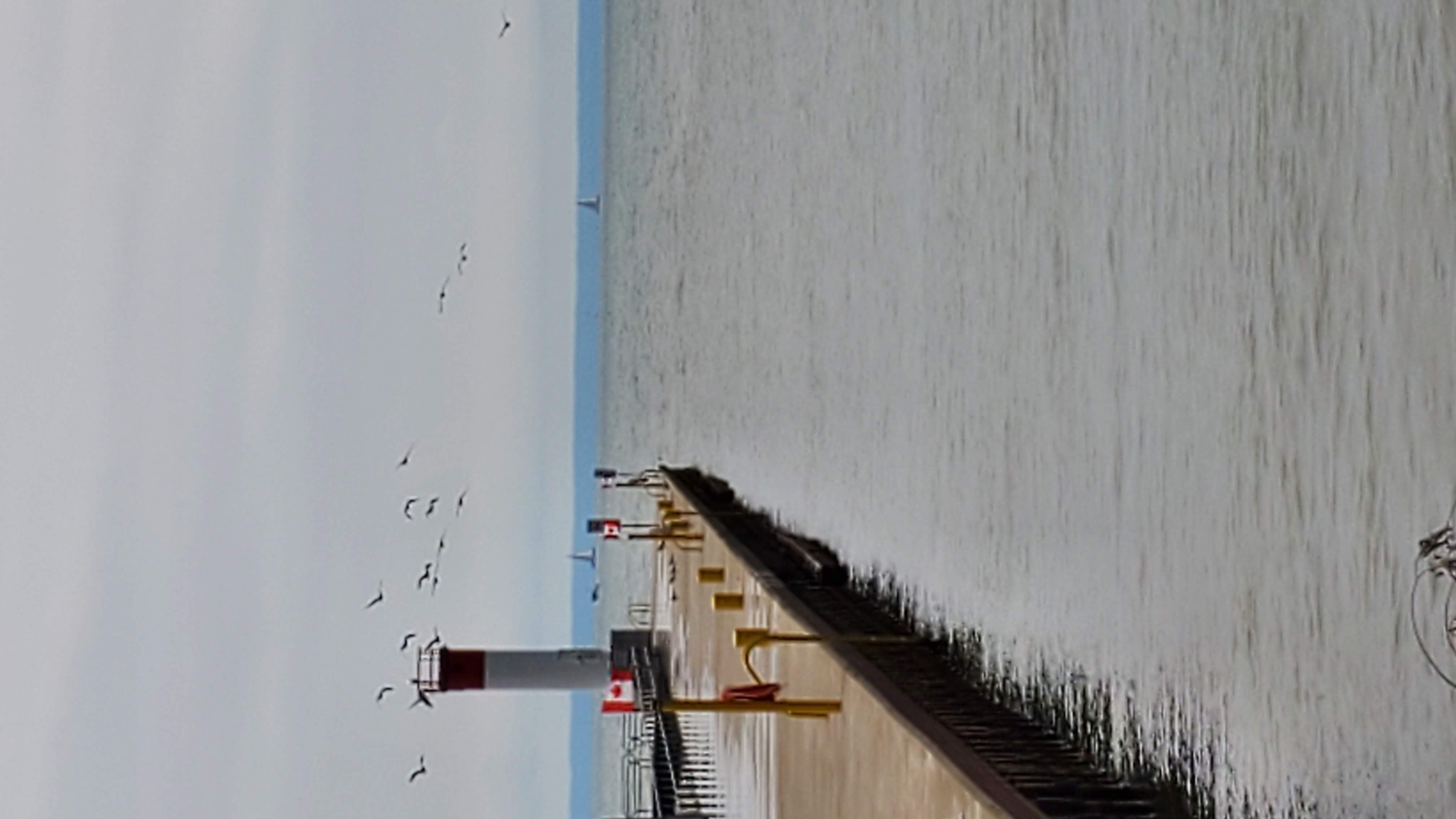 oakville pier in august plus some birds taking away